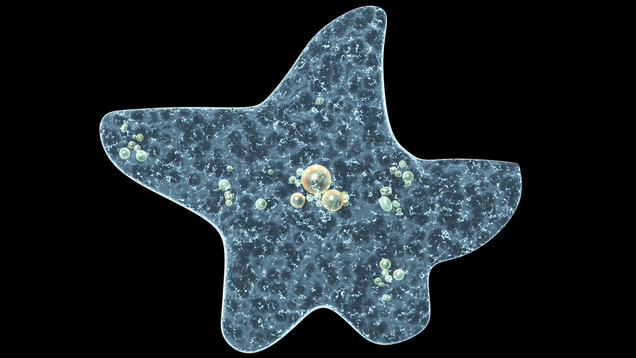 Illustration for article titled 7 Amoebas I Would Absolutely Invite Into My Brain